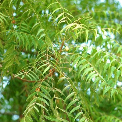 TAO Neem Oatmeal Soap